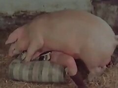 Farm bestiality porn