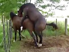 Horse Porn Tube