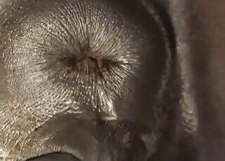 Dude decides to creampie a horse's brown pussy after intense sex