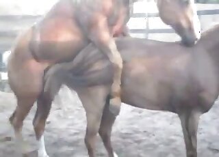 Incredible porn scene showing two horses that are ready to copulate