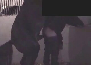 Dude exposes his pale ass to let this black stallion fuck him hard