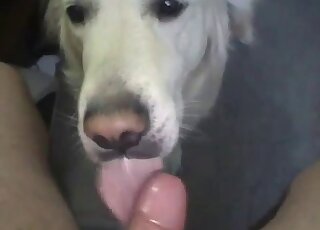 Dude gives white dog a facial in POV after it licks his massive cock