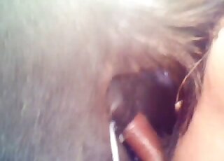 Guy's colossal cock is being inserted into this animal's fuckhole