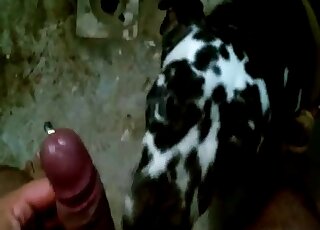 Dude with a nice cock is letting his spotted dog suck that hot dick