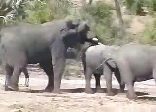 Elephant on elephant fucking with two colossal creatures banging