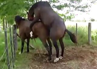 Brown stallion fucking a mare's pussy from behind in a hot video