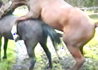 Brown stallion fucking a black mare from behind with passion