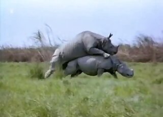Rhino porn scene featuring two sexy animals banging hard outdoors