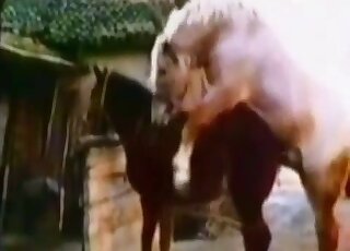 Eye-opening porn scene with a hung stallion that fucks a kinky mare