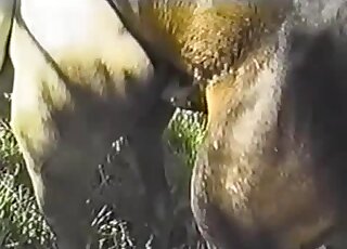 Appealing fucking with a brown stallion that fucks other animals hard