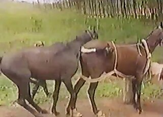Brown horse fucks a brown mare's puss in horsepussy outdoor fuck vid