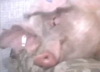 Big-breasted lady is enjoying cunnilingus on a sofa in dog porn video