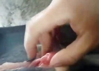 Intense pornographic scene dealing with hardcore bestiality banging