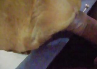 Awesome guy slides his cock inside a dog's pussy with passion