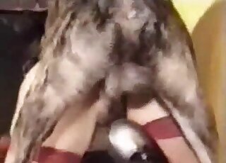 Red stockings babe getting banged by a dog on all fours as well