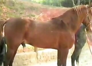 Outdoor fuck movie dealing with a horny stallion and wild banging