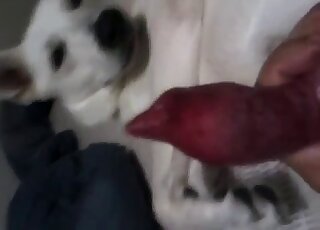 White dog with a nice cock is showing off before enjoying orgasms