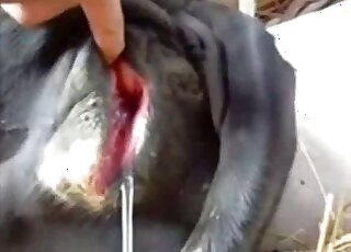 Incredible porn video that shows an oozing animal hole fingered