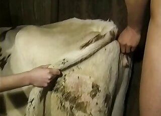 Sexy lady gets fucked on top of an animal by her man and its wild