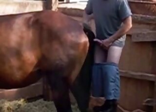 Guy is inserting his meaty penis in a horse's ready pussy from behind