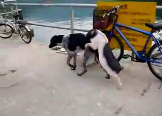 Two animals happily fucking by the water just because they can