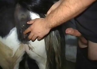 Dude fisting an animal's hole prior to fucking it with his veiny cock