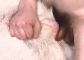 Animal lovers with really kinky minds enjoying group goat fucking