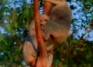 Two monkeys enjoying a passionate sex session while climbing