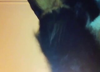 Small dog getting proper kinky in a hectic sex tape scene with gape