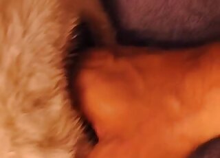 Dude grabs his dick and rams into this dog's sensitive pussy