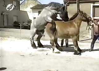 Outdoor fuck with a brown mare and a large beast with big dick