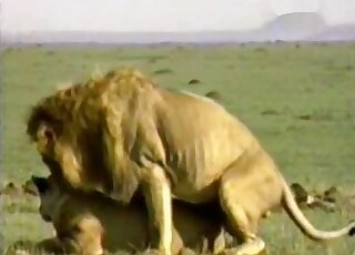 Lion-on-lion fucking in an outdoor scene with hot prone boning