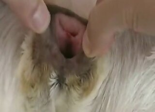 Gay zoophile rolls around on the floor to enjoy foreplay with a dog