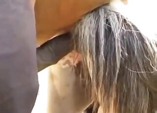 Outdoor dog fucking experience featuring a very hung brown stallion