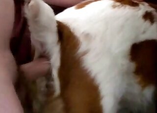 Dude uses his cock to fuck a cow from behind and make it cum too