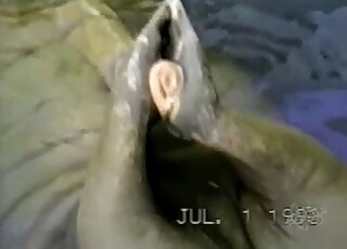 Seal grabs its massive cock in his hands and starts jerking off