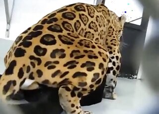 Cheetah or a tiger enjoying hardcore fucking at the zoo and it's hot