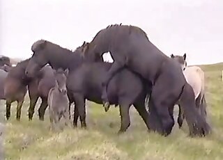 Black horse fucks another black horse form behind in free zoo XXX