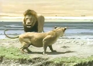 Lions showing off their sexy bodies in an outdoor XXX masterpiece