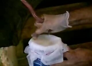 Pig's strange-looking cock is being jerked off in a hot fashion here