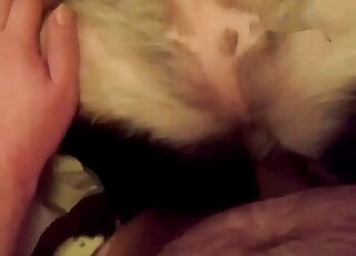 Guy's shameless penis enters dog pussy in a missionary position