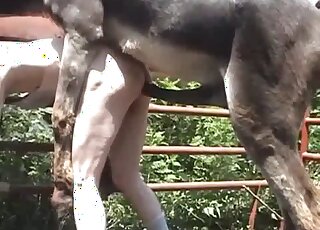 Donkey fucking featuring an old zoophile that bottoms for this beast