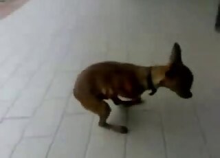 Autofellatio bestiality porn featuring a small dog that sucks hard