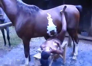 Ponytailed Latina with brown skin is ready to blow a brown horse