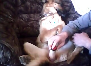 Nasty sex session showing a dog that gets dildo fucked in mish