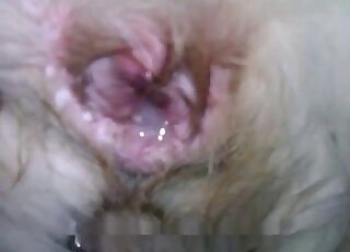 Closeup shots of a freshly fucked dog pussy and a huge zoophile dick