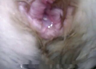 Closeup shots of a freshly fucked dog pussy and a huge zoophile dick