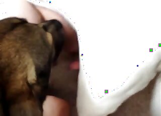 White dog guides its penis in a zoophile's tight hole from behind