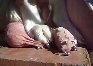 Guy asks his sexy white dog to step on his tortured cock and balls