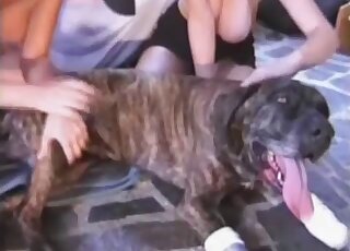 Impressive lady with large breasts opens he legs for dog's licking